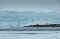 Birds swimming by the Glacier / Various birds swimming in front of the glacier in Billefjorden,Svalbard