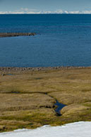 Melt water on the Tundra / Melt water forms lots of small streams down the tundra at Dolerittneset, Svalbard