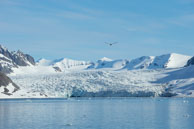 Flying bird and glacier / Bird flying away from the glacier at Burgerbukta / Brepollen, Svalbard