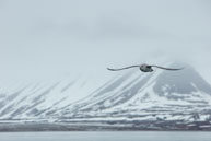 Gliding along / Glaucous gull flying along besie our zodiac along Billefjorden, Svalbard.