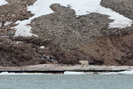 Male Polar Bear standing on beach / Male Polar Bear standing on the beach in Billefjorden near Pyramiden, Svalbard.