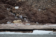Polar bear and birds / Male Polar Bear lying down with birds all around him in Billefjorden near Pyramiden, Svalbard.