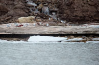 Polar Bear and carcass / Male Polar Bear lying down next to the carcass he had just eaten in Billefjorden near Pyramiden, Svalbard.