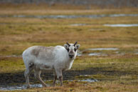 Reindeer (3) / Reindeer on the tundra at Vårsolbukta, Bellsund, Svalbard.