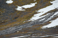 Polar Bear and her Two Cubs / Female polar bear with her two cubs on the tundra at Vårsolbukta, Bellsund, Svalbard - believed to be WWF collared bear N23980.