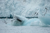 Taking flight / Black-legged kittiwakes taking flight from an iceberg in Samarinvågen / Brepollen, Svalbard