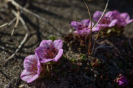 Purple Saxifrage (2) / Beautiful purple flowers (Purple Saxifrage) on the tundra at Dolerittneset, Svalbard