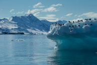 Resting on an Iceberg / Black-legged kittiwakes resting on an iceberg at 14th July Glacier, Svalbard