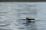 Atlantic puffin floating / Atlantic puffin floating on the calm waters at Burgerbukta / Brepollen, Svalbard