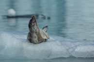 Bearded seal (8) / Bearded seal on the ice at Burgerbukta / Brepollen, Svalbard