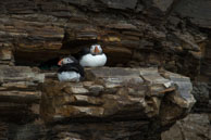 Nesting Atlantic puffins / Two Atlantic puffins nesting near 14th July Glacier, Svalbard