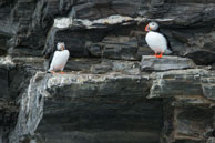 Two Atlantic puffins / Two Atlantic puffins standing on the rocks near 14th July Glacier, Svalbard