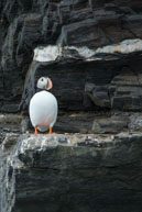 Single Atlantic puffin / Single Atlantic puffin standing on the rocks near 14th July Glacier, Svalbard