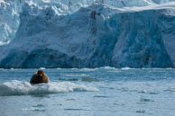 Bearded seal (11) / Bearded Seal on the ice at 14th July Glacier, Svalbard