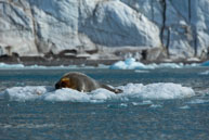 Bearded seal (13) / Bearded Seal on the ice at 14th July Glacier, Svalbard