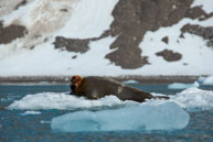 Bearded seal (15) / Bearded Seal on the ice at 14th July Glacier, Svalbard
