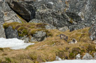 Arctic fox club near mother / Arctic fox cub and mother on the tundra at Alkhornet, Svalbard