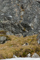 Arctic fox cub eating a bird / Arctic fox cub and mother on the tundra at Alkhornet, Svalbard