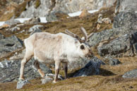 Reindeer (1) / Reindeer on the tundra at Alkhornet, Svalbard