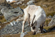 Reindeer (5) / Reindeer on the tundra at Alkhornet, Svalbard
