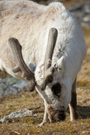 Reindeer (2) / Reindeer on the tundra at Alkhornet, Svalbard
